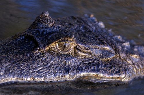 orinoco crocodile eye reptile