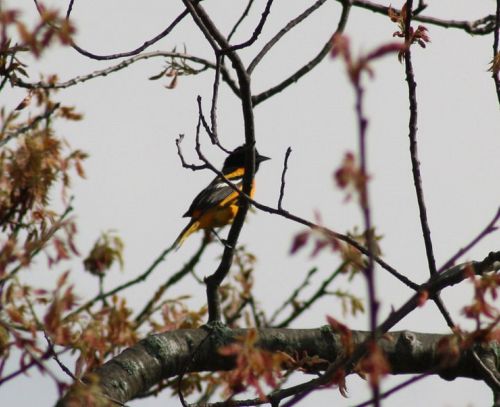 oriole bird songbird