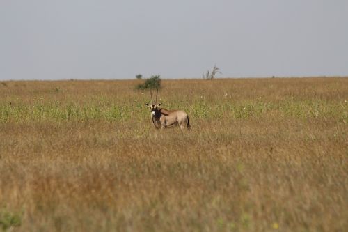 oriz laikipia kenya