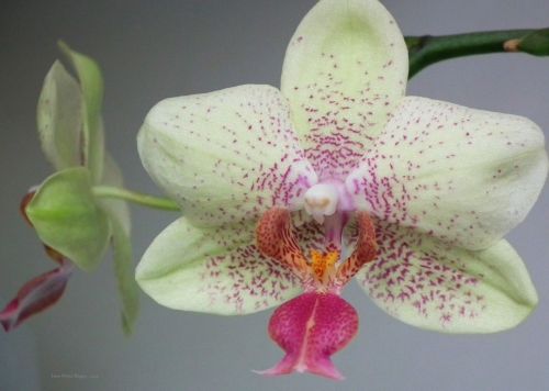 Orchid Flower