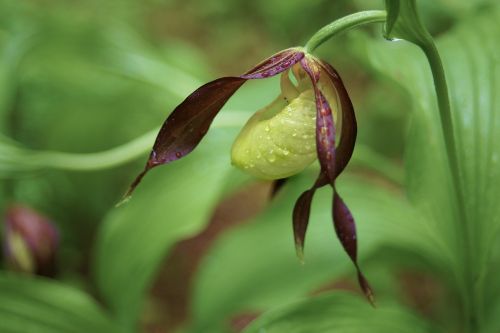 orkidee guckusko plant