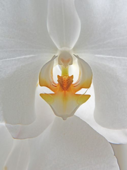 orkidee flower white