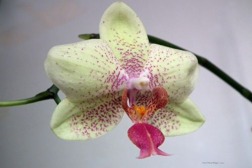 Orchid Flower