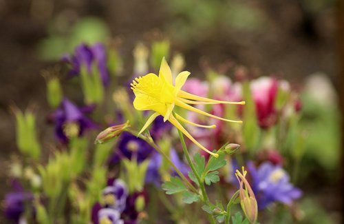 orlik  spring  flower