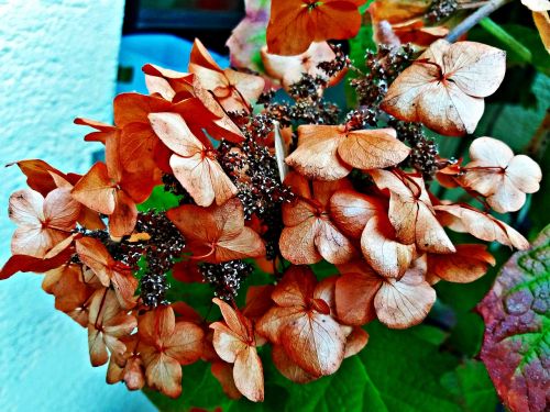 ornament flowers decoration