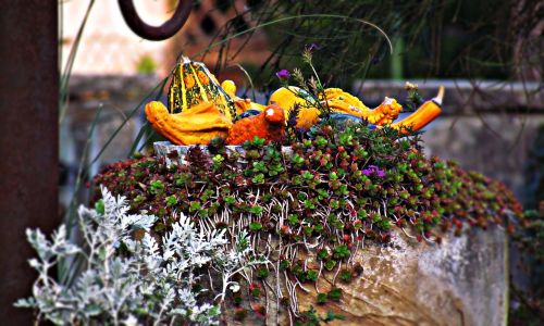 ornament garden pumpkin