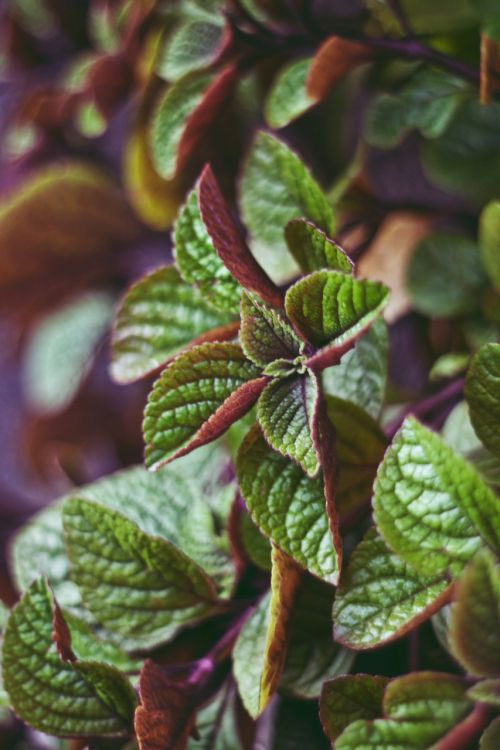 ornamental plant flower