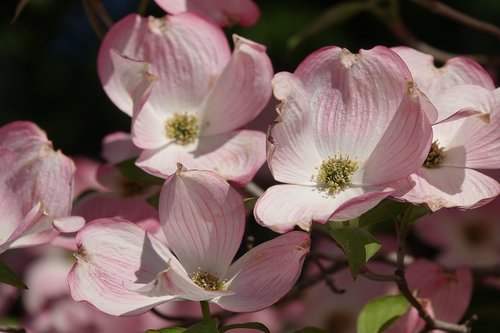 ornamental apple tree  flowers  spring