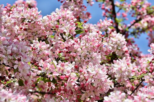 ornamental apple tree  flowers  embellishment