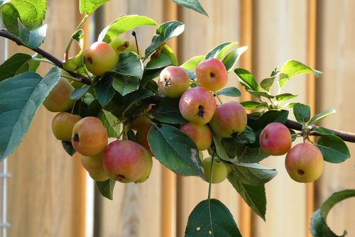 ornamental apples  mature  fruits