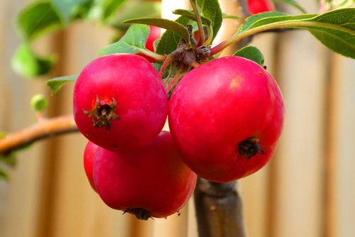 ornamental apples  red  autumn