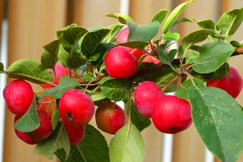 ornamental apples  autumn  red