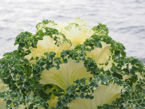 ornamental cabbage leaves detail