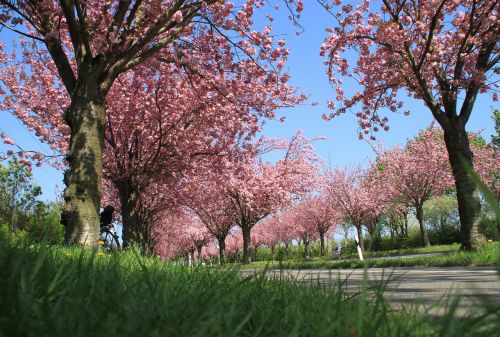 ornamental cherries avenue flowers