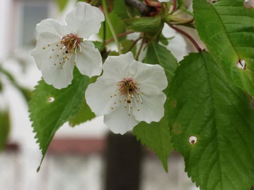 ornamental cherry flowers white