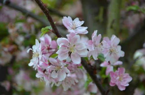 ornamental cherry blossom bloom