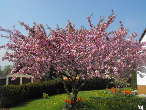 ornamental cherry cherry tree