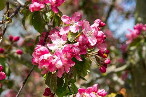 ornamental cherry  blossom  bloom