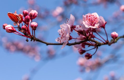 ornamental cherry  blossom  bloom