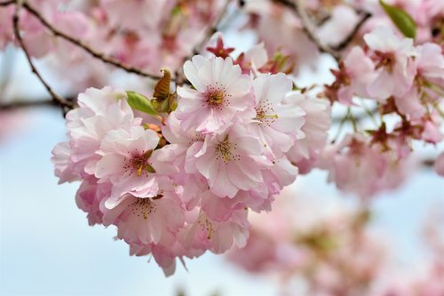 ornamental cherry  cherry blossoms  flowering twig