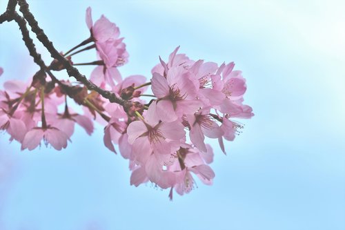 ornamental cherry  tree  cherry blossom