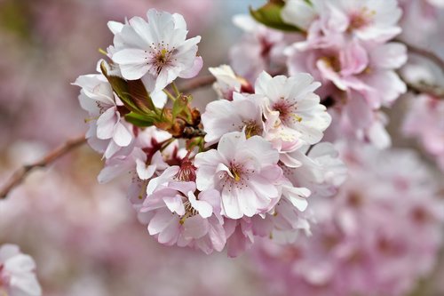 ornamental cherry  cherry blossoms  flowering twig