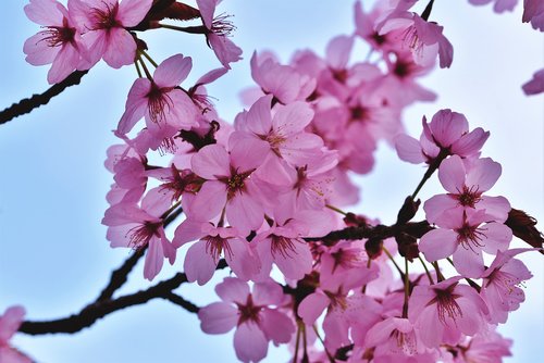 ornamental cherry  cherry blossoms  flowering twig