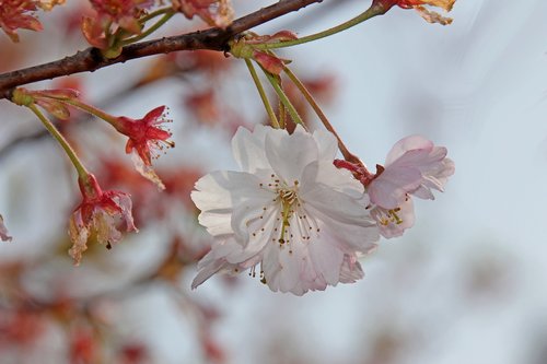 ornamental cherry  cherry  cherry blossom
