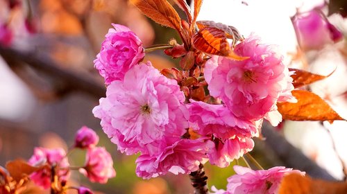 ornamental cherry  blossom  bloom