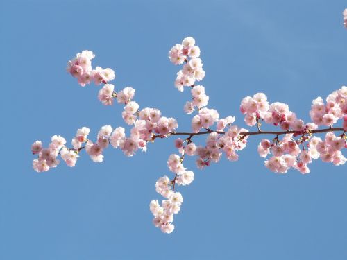 ornamental cherry flowers pink