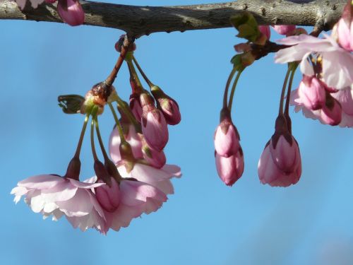 ornamental cherry bud flowers