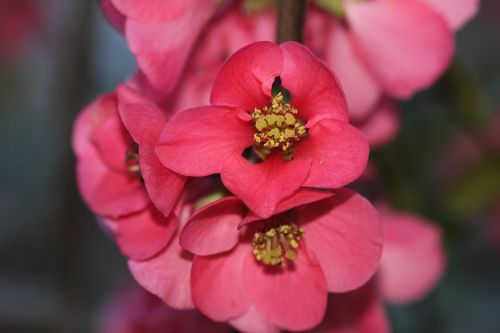 ornamental cherry blossom bloom