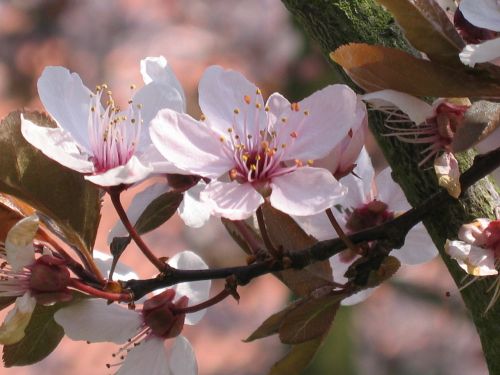 ornamental cherry blossom tree nature