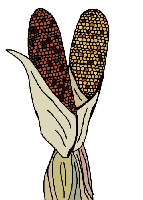 Ornamental Corn Illustration