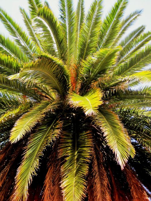 Ornamental Date Palm