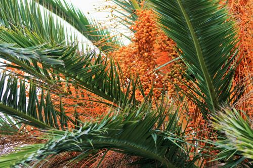 Ornamental Date Palm Tree