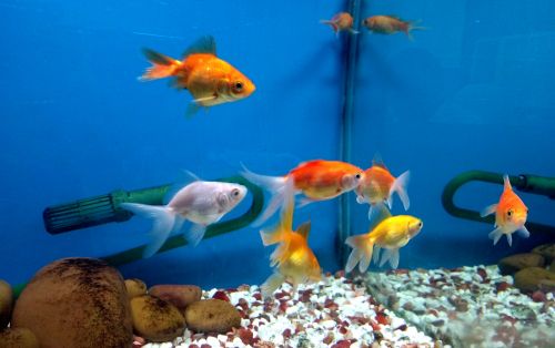 Ornamental Fish