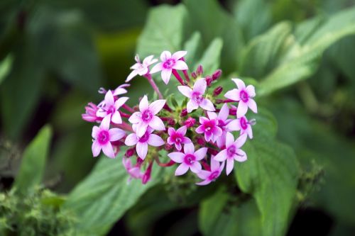 ornamental flower garden flower