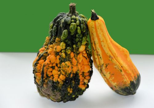 Ornamental Fruit