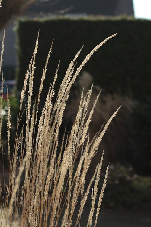 ornamental grass  winter  sun