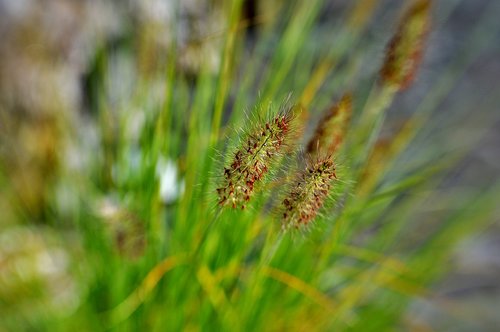 ornamental grass  culm  green