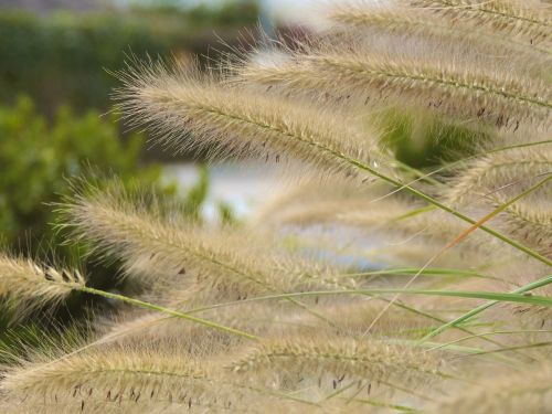 ornamental grasses grasses shrubs