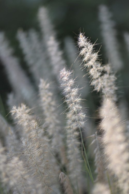 ornamental grasses  grasses  blade of grass