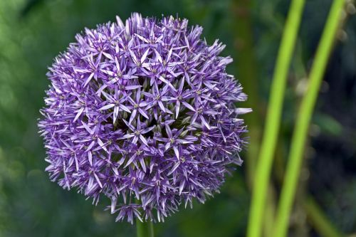 ornamental onion violet blossom