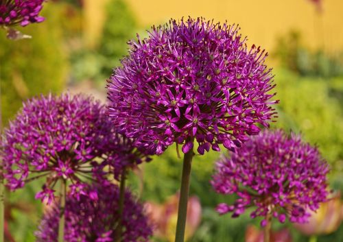 ornamental onion leek blossom