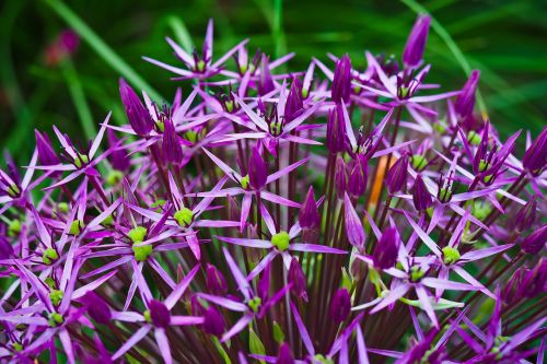 ornamental onion flower blossom