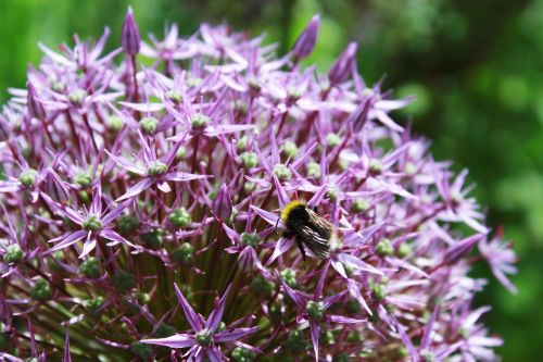 ornamental onion ball flower flower ball