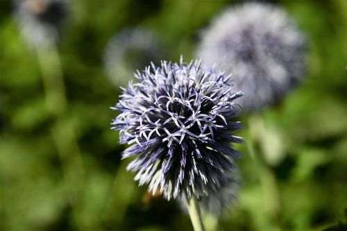 ornamental onion ball leek plant