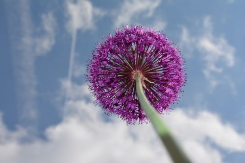 ornamental onion purple flower