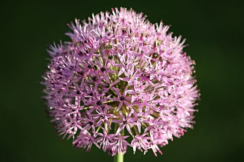 ornamental onion allium blossom